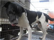 【待認養】混種犬 狗 (男生) - 桃園市動物保護教育園區