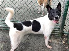 【待認養】其他 狗 (男生) - 臺北市動物之家