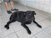 【待認養】混種犬 狗 (女生) - 南投縣公立動物收容所