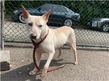 【待認養】混種犬 狗 (男生) - 臺北市動物之家