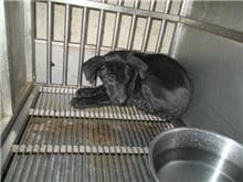 【待認養】混種犬 狗 (女生) - 桃園市動物保護教育園區