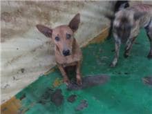【待認養】混種犬 狗 (女生) - 桃園市動物保護教育園區