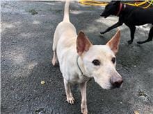 【待認養】混種犬 狗 (男生) - 臺北市動物之家