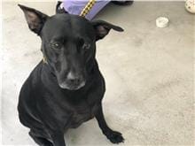 【待認養】混種犬 狗 (男生) - 臺北市動物之家