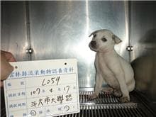 【待認養】混種犬 狗 (男生) - 雲林縣流浪動物收容所