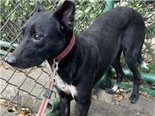 【待認養】混種犬 狗 (男生) - 臺北市動物之家