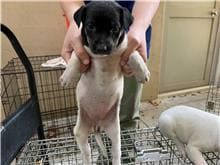 【待認養】混種犬 狗 (女生) - 新竹市動物保護教育園區