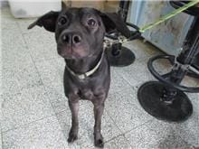 【待認養】混種犬 狗 (男生) - 桃園市動物保護教育園區