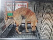 【待認養】混種犬 狗 (女生) - 桃園市動物保護教育園區