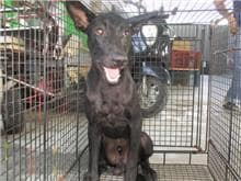 【待認養】混種犬 狗 (男生) - 桃園市動物保護教育園區
