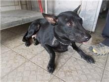 【待認養】混種犬 狗 (女生) - 南投縣公立動物收容所