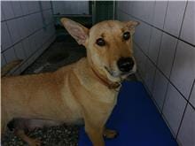【待認養】混種犬 狗 (女生) - 金門縣動物收容中心