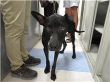 【待認養】混種犬 狗 (男生) - 新竹市動物保護教育園區