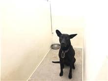 【待認養】混種犬 狗 (男生) - 臺北市動物之家