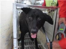 【待認養】混種犬 狗 (女生) - 桃園市動物保護教育園區