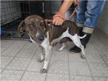 【待認養】混種犬 狗 (女生) - 南投縣公立動物收容所