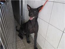 【待認養】混種犬 狗 (女生) - 南投縣公立動物收容所