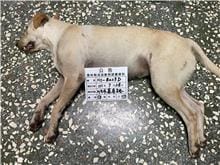 【待認養】混種犬 狗 (女生) - 雲林縣流浪動物收容所
