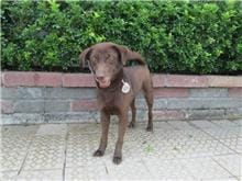 【待認養】混種犬 狗 (男生) - 南投縣公立動物收容所