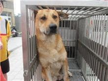 【待認養】混種犬 狗 (男生) - 桃園市動物保護教育園區