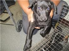 【待認養】混種犬 狗 (女生) - 桃園市動物保護教育園區