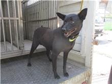 【待認養】混種犬 狗 (女生) - 南投縣公立動物收容所