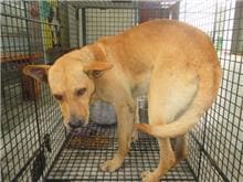 【待認養】混種犬 狗 (男生) - 桃園市動物保護教育園區
