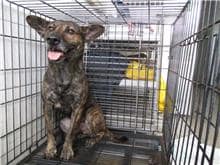 【待認養】混種犬 狗 (男生) - 南投縣公立動物收容所