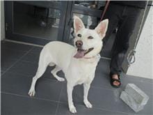 【待認養】混種犬 狗 (女生) - 南投縣公立動物收容所