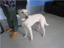 【待認養】混種犬 狗 (女生) - 南投縣公立動物收容所