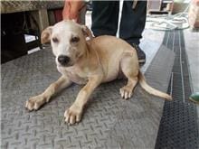 【待認養】混種犬 狗 (女生) - 南投縣公立動物收容所