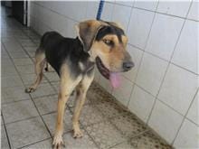 【待認養】混種犬 狗 (男生) - 南投縣公立動物收容所