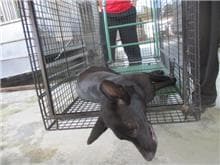 【待認養】混種犬 狗 (男生) - 桃園市動物保護教育園區