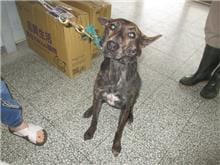 【待認養】混種犬 狗 (女生) - 桃園市動物保護教育園區