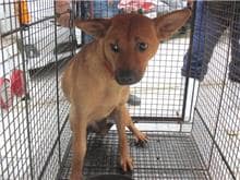 【待認養】混種犬 狗 (女生) - 桃園市動物保護教育園區