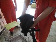 【待認養】混種犬 狗 (男生) - 桃園市動物保護教育園區