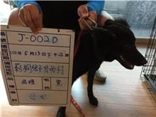 【待認養】混種犬 狗 (女生) - 雲林縣流浪動物收容所