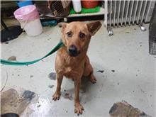 【待認養】混種犬 狗 (男生) - 臺北市動物之家