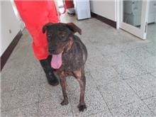 【待認養】混種犬 狗 (女生) - 桃園市動物保護教育園區