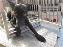 【待認養】混種犬 狗 (女生) - 桃園市動物保護教育園區