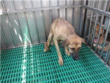 【待認養】混種犬 狗 (女生) - 南投縣公立動物收容所