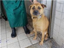 【待認養】混種犬 狗 (男生) - 南投縣公立動物收容所