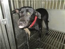 【待認養】混種犬 狗 (男生) - 桃園市動物保護教育園區