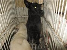 【待認養】混種犬 狗 (女生) - 桃園市動物保護教育園區