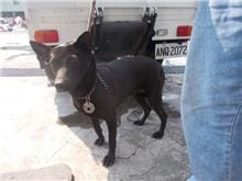 【待認養】混種犬 狗 (女生) - 南投縣公立動物收容所