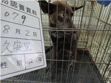 【待認養】混種犬 狗 (女生) - 雲林縣流浪動物收容所
