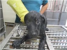 【待認養】混種犬 狗 (男生) - 桃園市動物保護教育園區