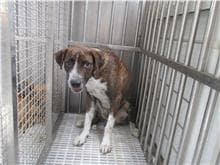 【待認養】混種犬 狗 (男生) - 南投縣公立動物收容所