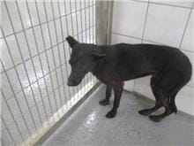 【待認養】混種犬 狗 (女生) - 桃園市動物保護教育園區