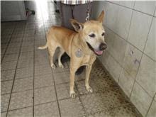 【待認養】混種犬 狗 (女生) - 南投縣公立動物收容所